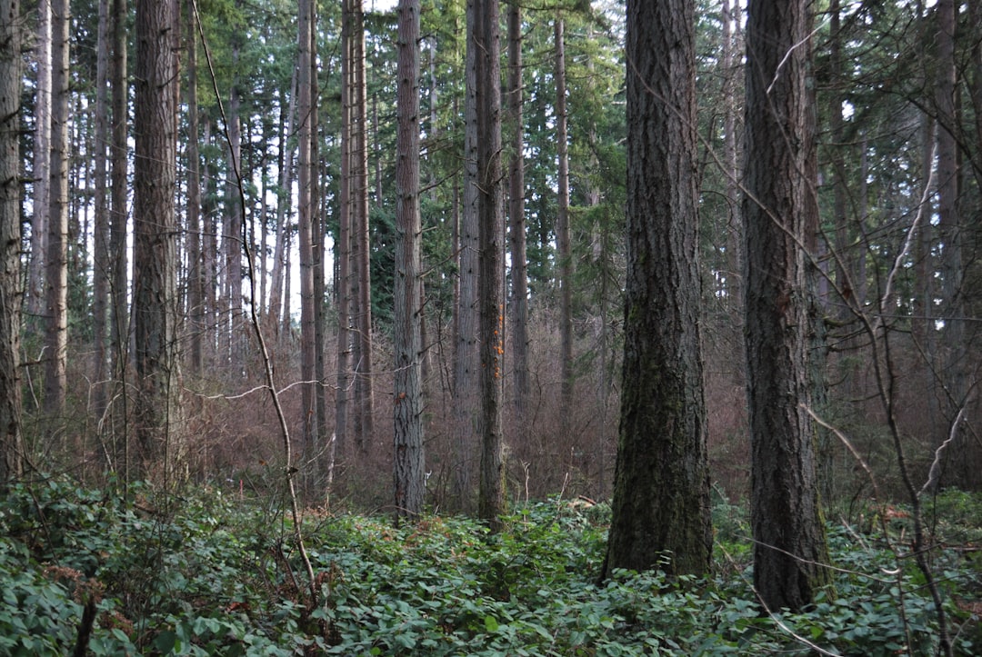 Photo Paranoia Forest